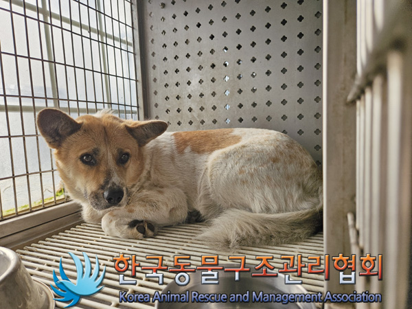 한국동물구조관리협회_441404202400547